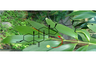 First Isolation and Confirmation of Sterol Based on β-sitosterol Skeleton from the Leaves of Podocarpusnagi Planted in Fujian, Preliminary in vitro Anticancer Activity and the Crystal Structure 2011-2981